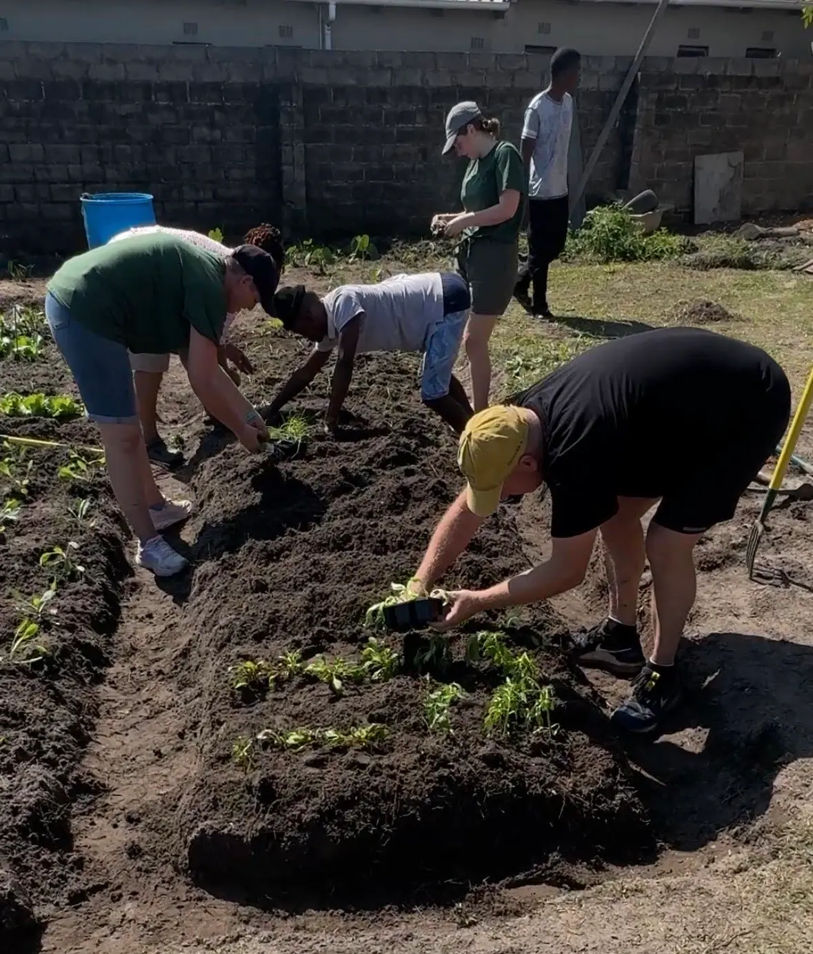 Volunteers planting seedlings side by side