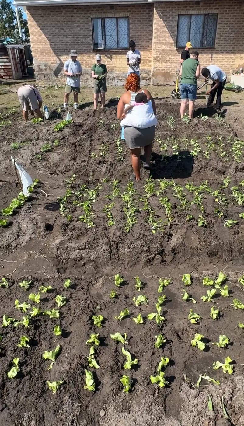 Young seedlings taking root in freshly turned beds